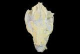 Fossil Oreodont (Merycoidodon) Skull - Wyoming #134359-2